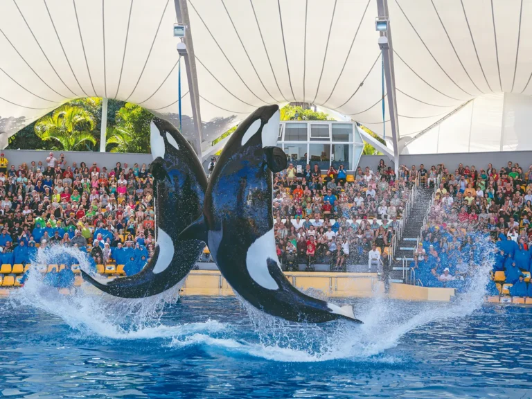 Orca Show Loro Parque Tenerife