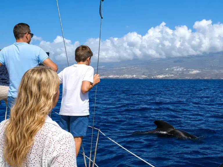 Pilot Whale Watching Cool Sailing Tenerife