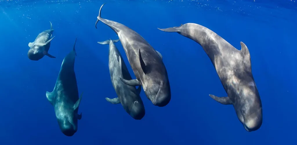 Shortfin pilot whales tenerife