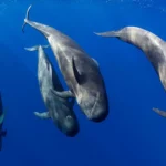 Shortfin pilot whales tenerife